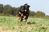 BEAUCERON 533